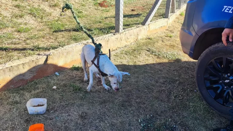 Pitbull violento ataca pessoas em Campo Grande