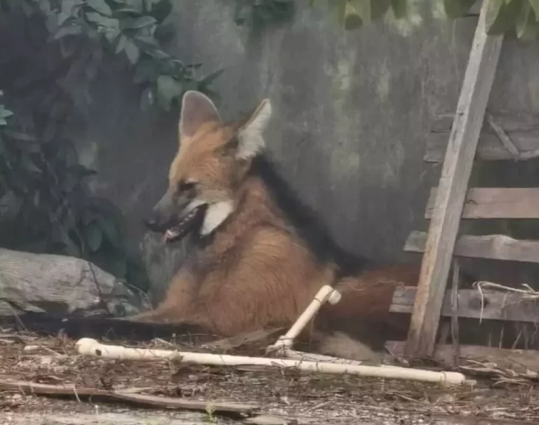 Lobo-guará resgatado na cidade de Jardim