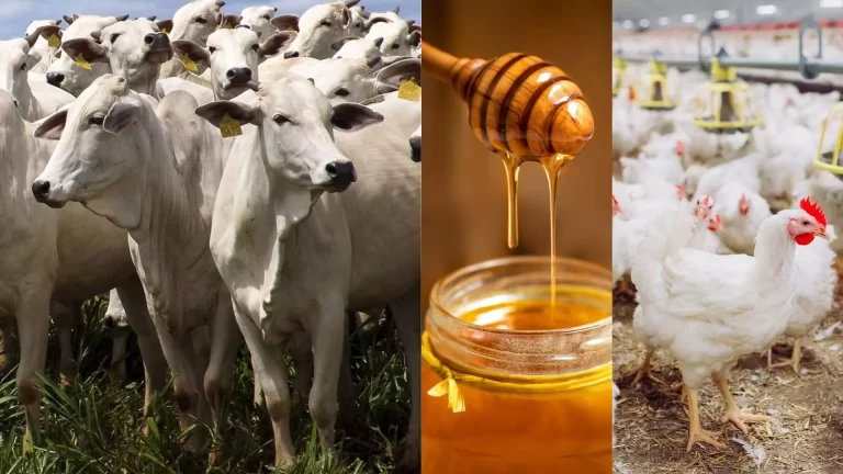 Produção agropecuária em MS